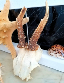 Vintage Roebuck Skull and Antlers - 20x13x10 cm