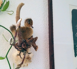 Wall Display: Duckling on Roe Buck Antlers