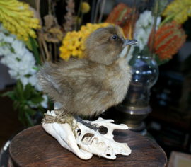 Display: Duckling on Breastbone & Shell