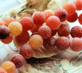 set/4 beads: Dragon Scale Agate - Round - 12 mm - Frost - Orange Cream colours