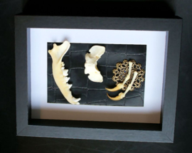 Fox Jawbone, Vertebra and Claws in Museum Frame (+ glass) - 25x18 cm