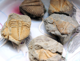 Echt Fossiel: Trilobiet/Trilobite ca 3,2-3,8 cm