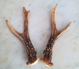 Matching Pair of Roe Buck horns - pick your choice