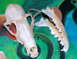 Real Skull: Fox