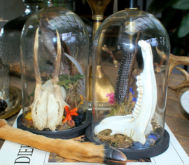 Nature Dome with Skull or Mandible set - various options