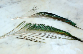 Real Peacock Feather - with or without eye - 25-28 cm long