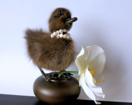 Taxidermie Eendje op koperen basis, met echte pareltjes & zijden Orchidee