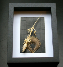 Real articulated skeleton of a Rat in a Museum Frame (+ glass) - 25x18 cm