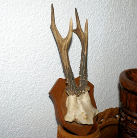 Old Trophy on Shield: Roe Buck