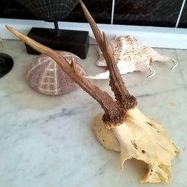 Beautiful Roe Buck Antlers