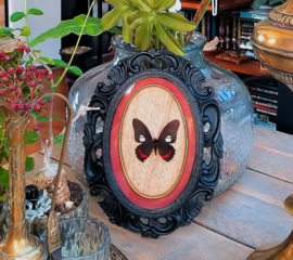 Real Parides butterfly in black Gothic frame