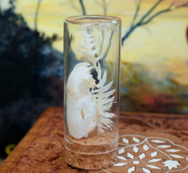 Weasel Skull with Dried Flowers in Glass dome-container