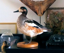 Taxidermie: Opgezette Eend - Chileense Smient - Mareca sibilatrix