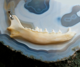 C&G Pendant: Real Fox Mandible - 10,5 cm