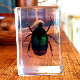 Real Insect/Spider in Resin