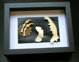 Fox Jawbone, Vertebra and Claws in Museum Frame (+ glass) - 25x18 cm