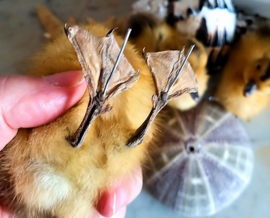 Taxidermie:  Opgezet Supercute donzig Geel Eendje