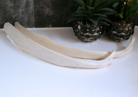 Grote echte Rib van een Koe - ca 47 cm