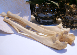 Human Bone: (part of an old medical skeleton) Ulna
