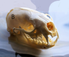 Schedel: Nerts Mink - Neovison vison - compleet met onderkaak - A of B kwaliteit