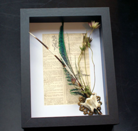 Natural Oddities Collection in Museum Frame (+ glass) - 25x18 cm