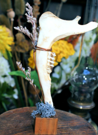 Jawbone on wooden stand - Roe Buck Mandible