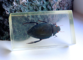 Real Insect in polymer resin - 71x40 mm
