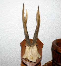 Old Trophy on Shield: Roe Buck