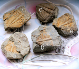 Echt Fossiel: Trilobiet/Trilobite ca 3,2-3,8 cm
