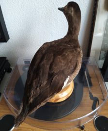 Taxidermie: Opgezette Eend - Velvet Scoter - Melanitta fusca