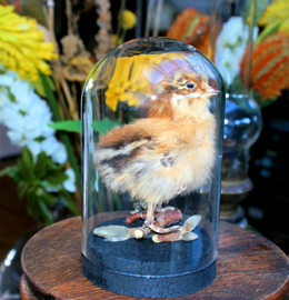 Chick in Glass Dome