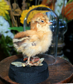 Chick in Glass Dome
