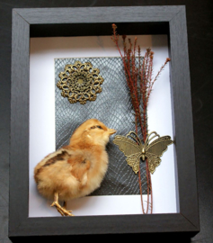 Cute Taxidermy Chick in Museum Frame (+ glass) - 25x18 cm