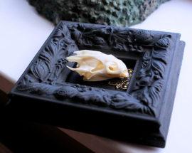 Echte Schildpad Schedel in Antiek Lijstje - 11x10 cm