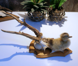 Cocky Yellow Duckling on Roe Buck Antlers (standing)