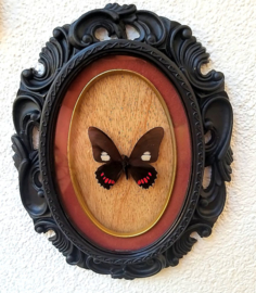 Real Parides butterfly in black Gothic frame