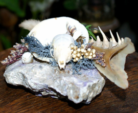 Display: Tupaiidae Skull & Pike Jaw on Mineral Stone