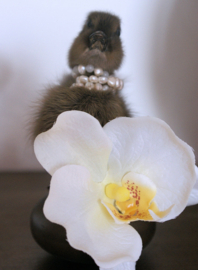 Taxidermie Eendje op koperen basis, met echte pareltjes & zijden Orchidee