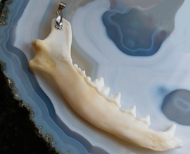 C&G Pendant: Real Fox Mandible - 10,5 cm