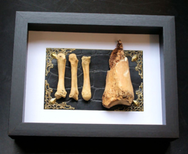 4 Antique Human Bones in a Museum Frame (+ glass) - 25x18 cm