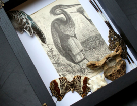 Natural Oddities Collection in Museum Frame (+ glass) - 25x18 cm