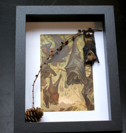 Taxidermy Bat + Antique Print in Museum Frame (+ glass) - 25x18 cm
