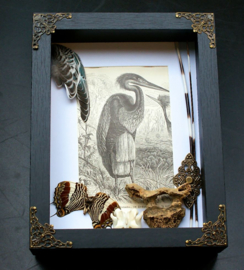 Natural Oddities Collection in Museum Frame (+ glass) - 25x18 cm