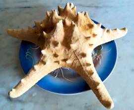 Prachtige Grote Zeester - Long Spine Starfish - ca 22-23 cm