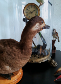 Taxidermie: Opgezette Eend - Velvet Scoter - Melanitta fusca