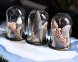 set/3 Fossil Domes: Stolpjes met Fossielen en Haaientanden