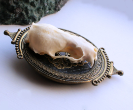 Real Mink Skull in Antique Italian frame - 10,5 cm