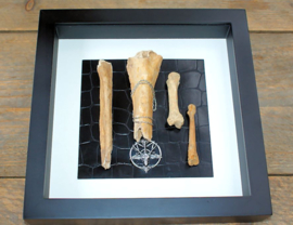 Dark Art: 4 Human Bones + Baphomet in Museum Frame (+ glass) - 25x25 cm