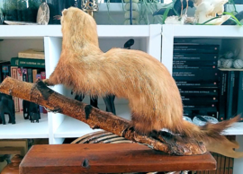 Taxidermie: Mooie Grote Polecat/Bunzing op Tak + Basis