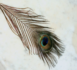 Real Peacock Feather - with or without eye - 25-28 cm long